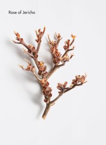 Rose de Jericho