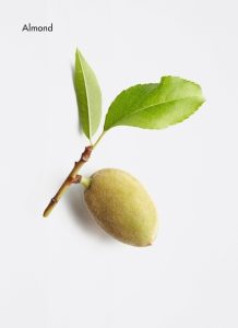 almond