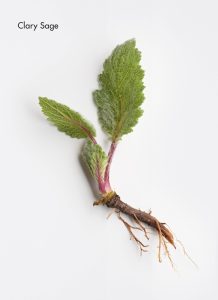 clary-sage