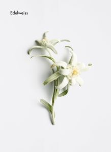 edelweiss