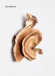 ganoderma