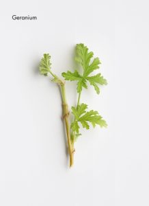 geranium