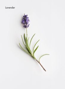 lavender