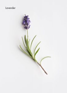 Lavender