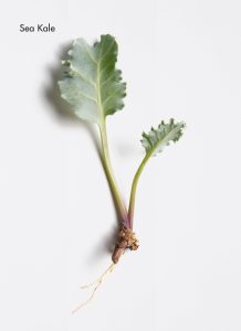 sea-kale