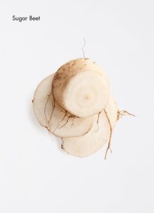 sugar-beet