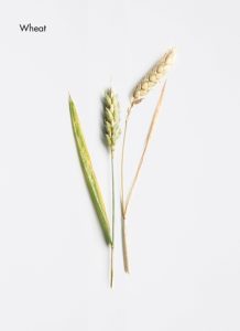 wheat