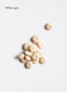 white-lupin